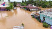 Dampak Banjir Berau, Ternak Mati Hingga Gagal Panen