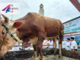 Sapi Kurban Presiden untuk Bulungan Tembus 1,3 Ton, Diberi Nama Temon dan Jumat